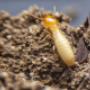 Termites