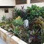 Premium Gekko Gardening
