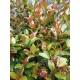 Plants online
