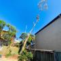 Cutting Edge - Tree Maintenance