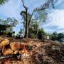Tree removal Lake Macquarie
