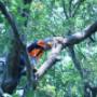 Tree removal Newcastle