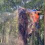 Tree removal Port Stephens