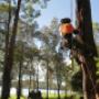 Uploaded by visitor on 25/7/2017 - Arborists Newcastle