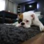 Carpet Cleaning Service