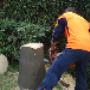 Complete Tree Experts Sydney