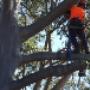 Complete Tree Experts Sydney
