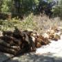 Complete Tree Experts Sydney