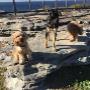 Joyful Paws1