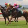Regal Bloodstock