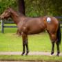 Regal Bloodstock