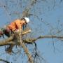 Birkdale Tree Removal 11.20.09