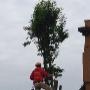 Capalaba-tree-removal-and-lopping