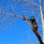 Wynnum Tree Removal 11.20.59