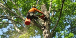 Tree Lopping Perth