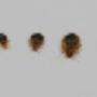BED BUGS