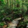 The Wood Bridge