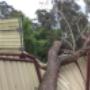 Uploaded by visitor on 4/9/2017 - TREE REMOVAL