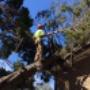 Uploaded by visitor on 4/9/2017 - Tree Removal services