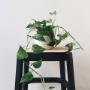 Cane Stool