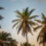 Palm trees in sunset