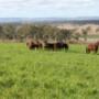 Egmont Park Stud