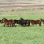 Egmont Park Stud
