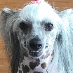 GROOM-ME