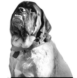 The Winston