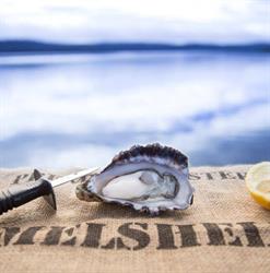 Melshell Oysters