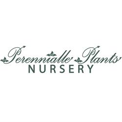 Perennialle Plants Nursery, Cafe and Emporium