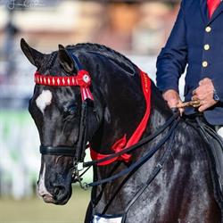 Judges Choice Australia