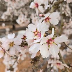 Almond Blossom Festival