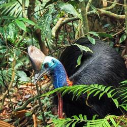 Daintree Discovery Centre