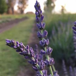 Aloomba Lavender