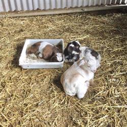 Breakaway Farmstay Victor Harbor