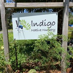 Indigo Native Nursery
