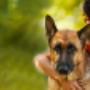 animal health