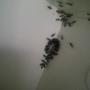 Ants