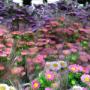 Asters