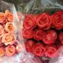 Columbian Roses