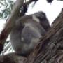 Koala sleeping in the tree our front of our shop
