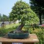 Bonsai plants