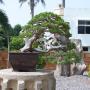 Bonsai plants