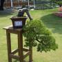 Bonsai plants