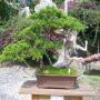 Bonsai plants