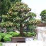 Bonsai plants