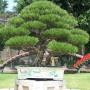 Bonsai plants