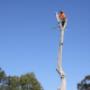 Uploaded by visitor on 25/1/2018 - emergency tree service sydney
