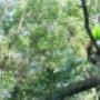 Uploaded by visitor on 25/1/2018 - hedging sydney